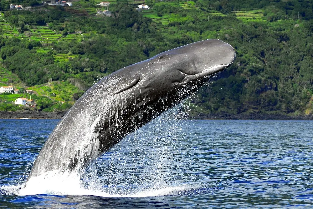 Offers and Discounts on Services and Experiences