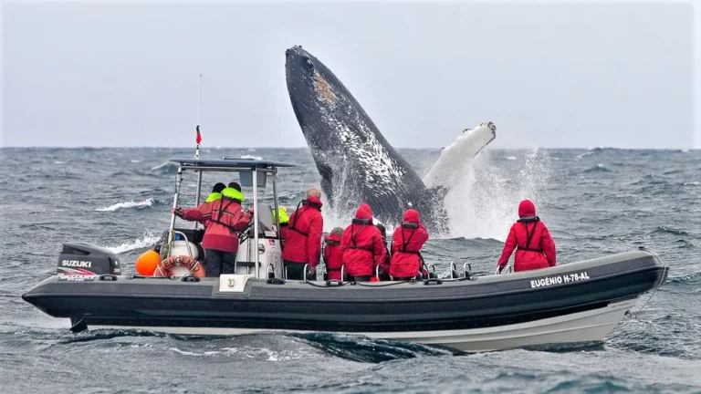 Whale Watching in Pico: 2026 Guide, Best Season & Tips