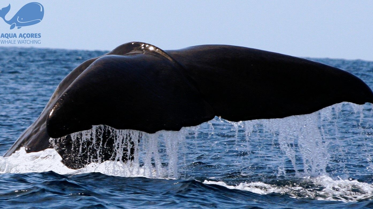 Aqua Açores — whale watching and boat tours
