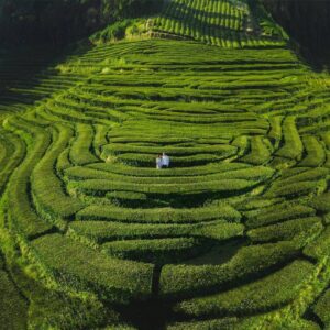 Gorreana tea plantations in São Miguel, in the north-central area of the island