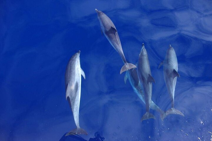 OceanEye Azores — whale and dolphin watching in São Miguel