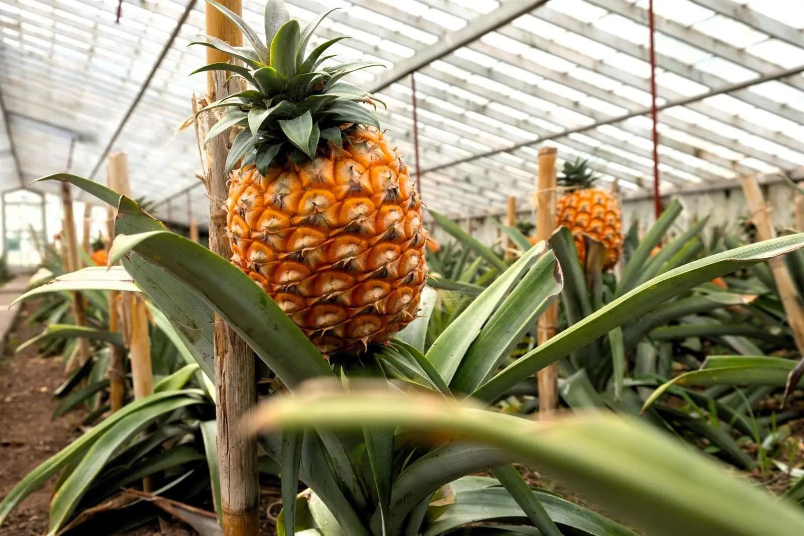 Plantações de ananás em São Miguel