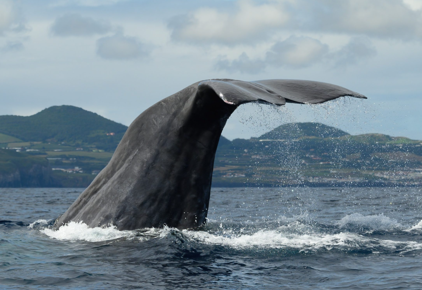 Whale watching in São Miguel