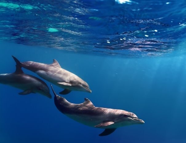 Picos de Aventura — natação com golfinhos em São Miguel