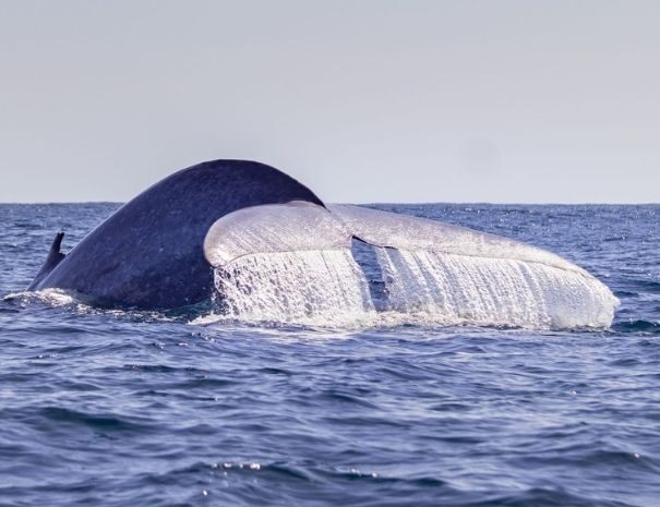 Picos de Aventura — observação de baleias e golfinhos na ilha Terceira