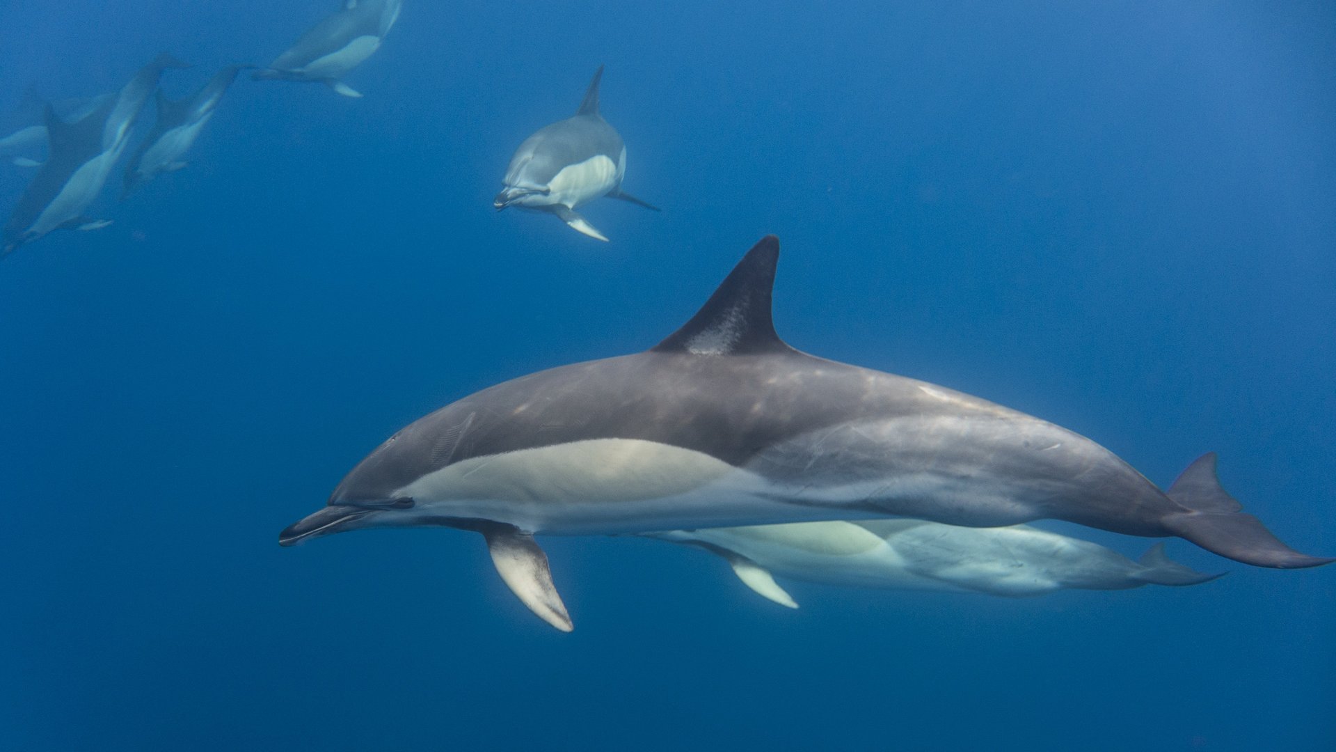 Octopus Portugal — swim with dolphins na ilha Terceira