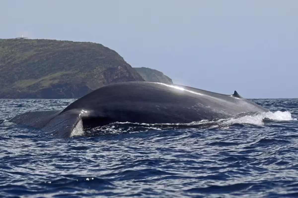 Dive Azores — Whale Project de uma semana no Faial