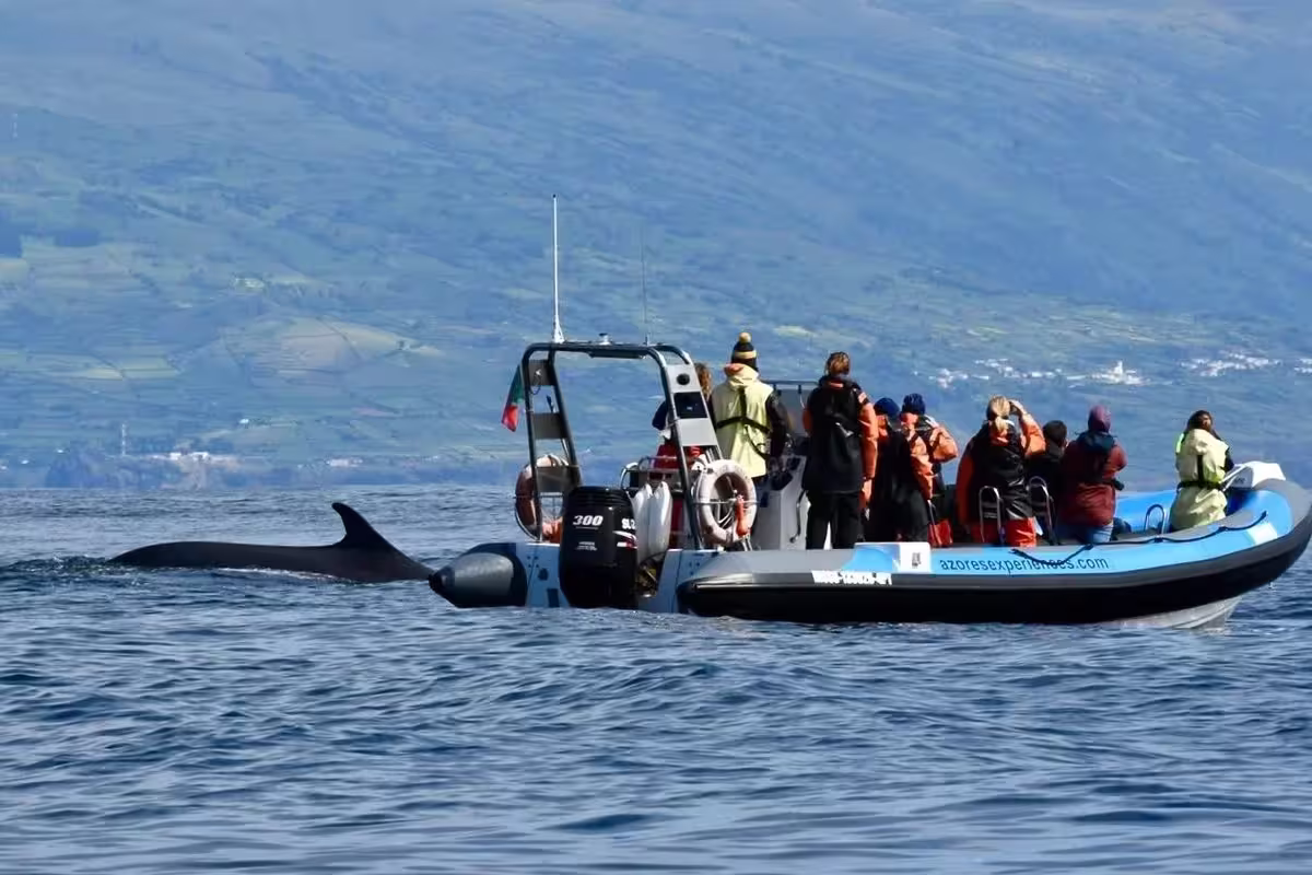 Azores Experiences — boat charter privado para whale watching no Faial