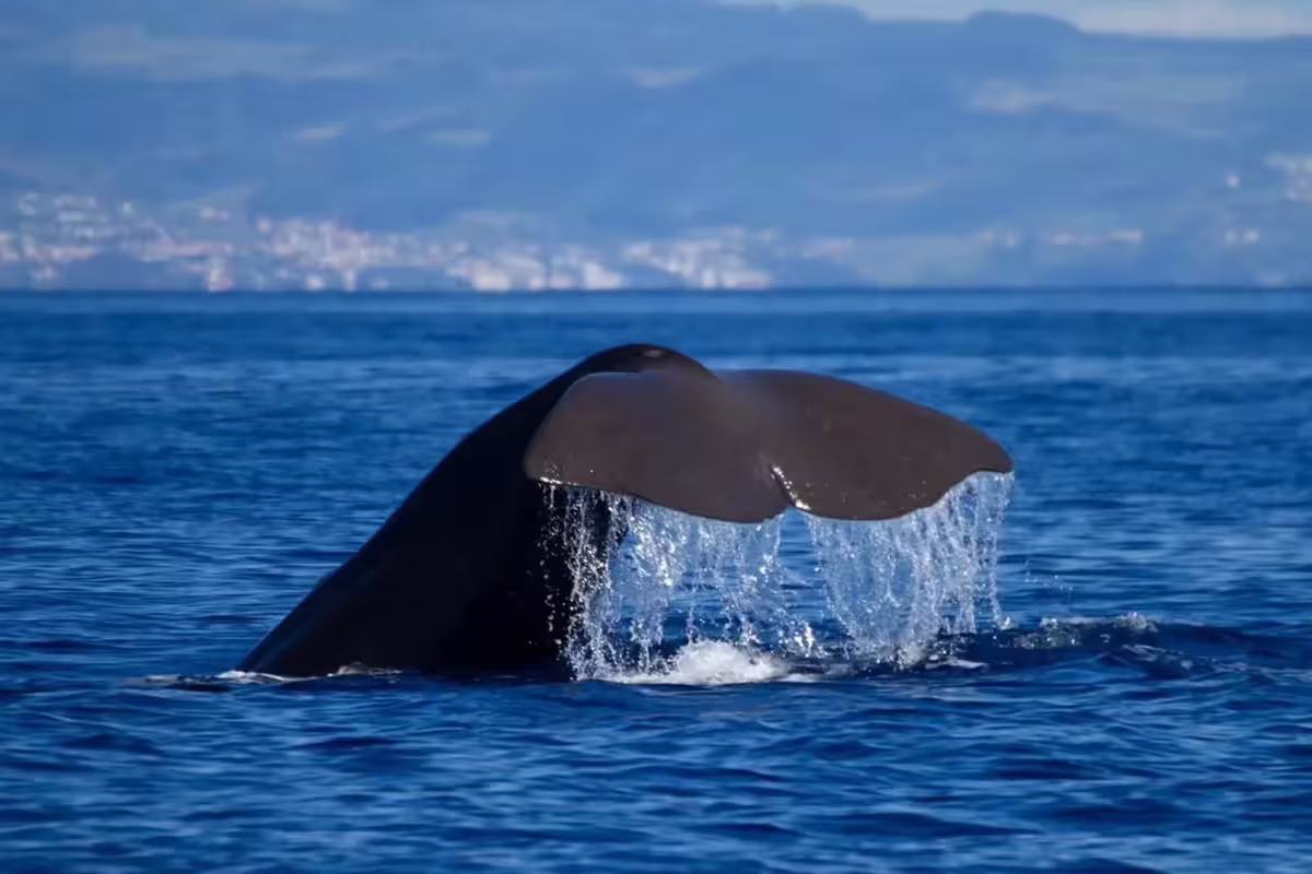 Azores Experiences — observação de baleias e golfinhos no Faial