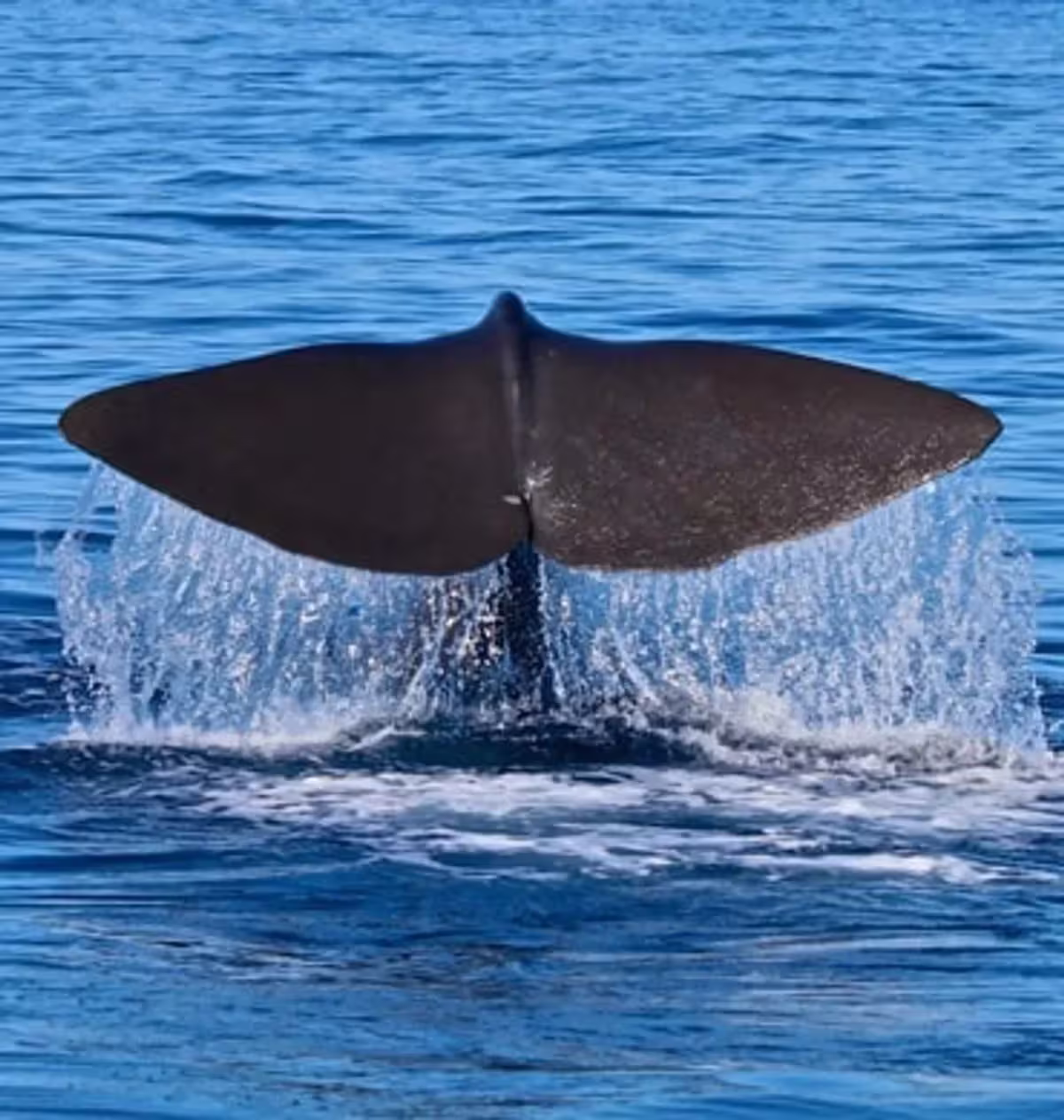 Dive Azores — whale watching zodiac tour no Faial