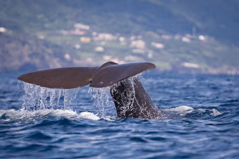 Espaço Talassa — whale watching no Pico com desconto MyAzoresHome