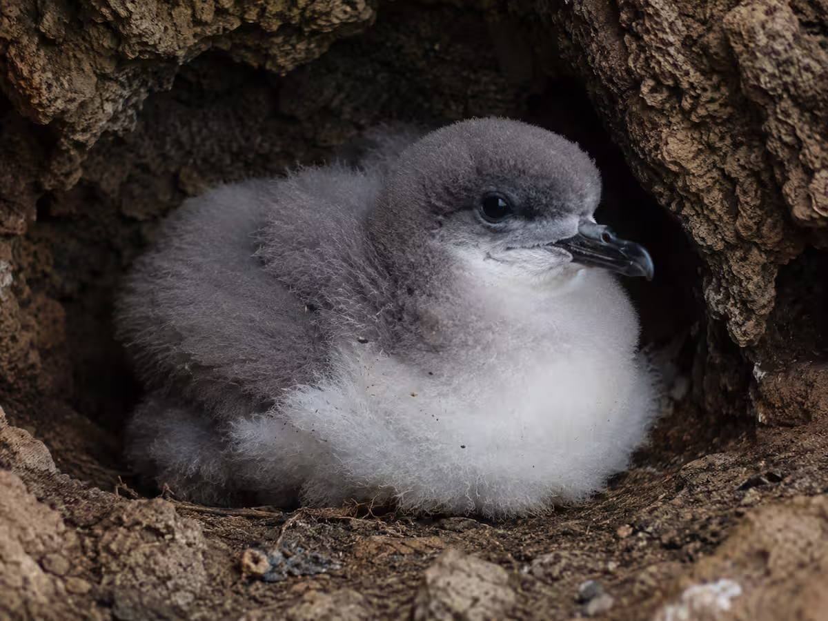 Cory's Shearwater in the Azores: the bird that “screams” at night Baby Cory's shearwater chick in its nest in the Azores