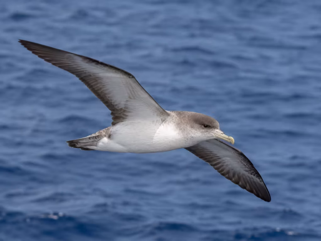 Cagarros nos Açores: a ave que “grita” à noite e assusta muitos visitantes cagarros nos Açores | Cory's Shearwater in the Azores: the bird that “screams” at night