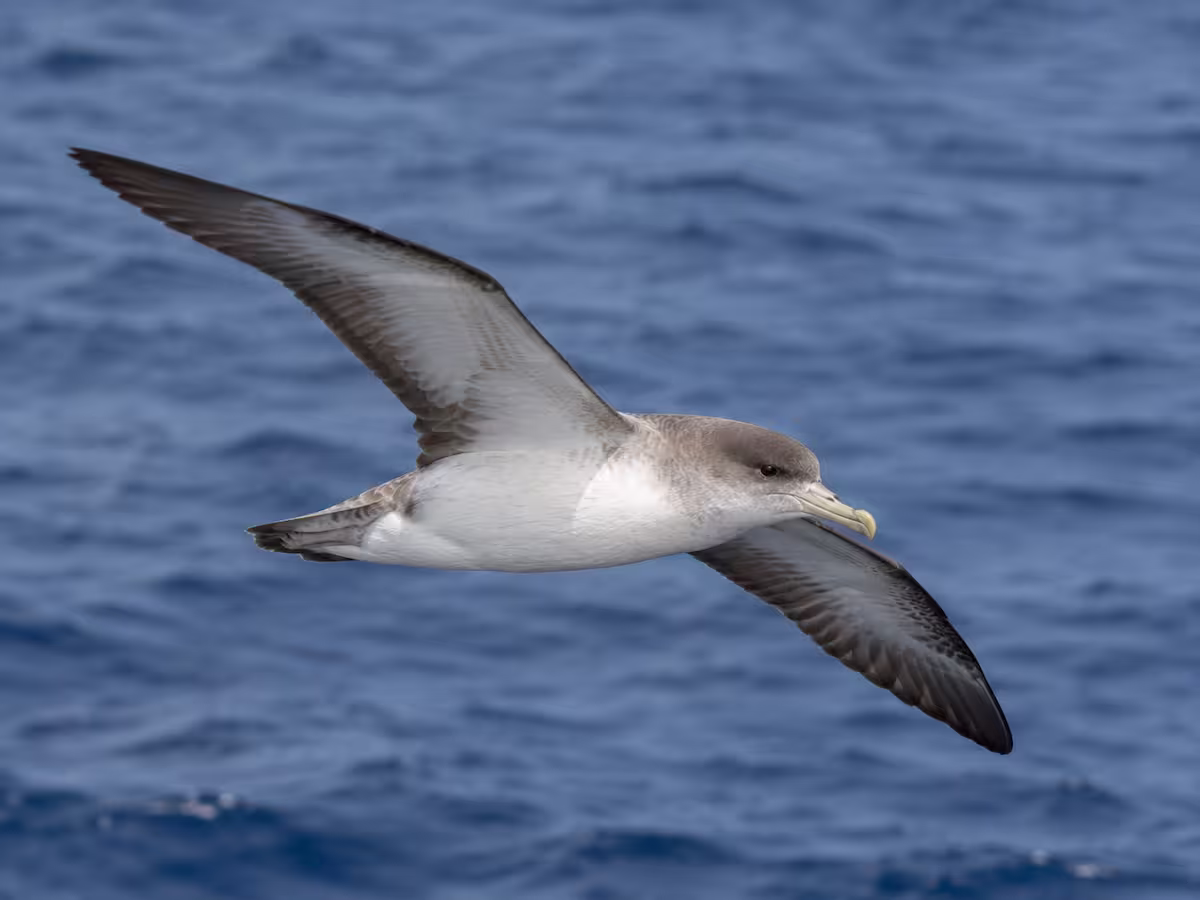 Cory's Shearwater in the Azores: the bird that “screams” at night Adult Cory's shearwater in the Azores flying over the ocean
