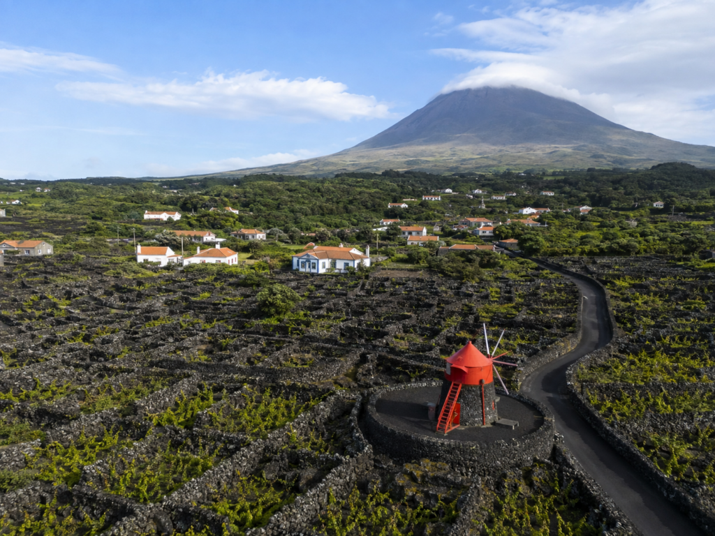 paisagem da vinha do pico